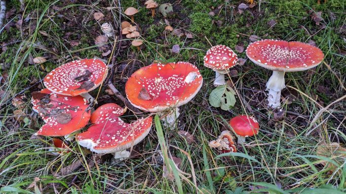 Pilze am Wegesrand